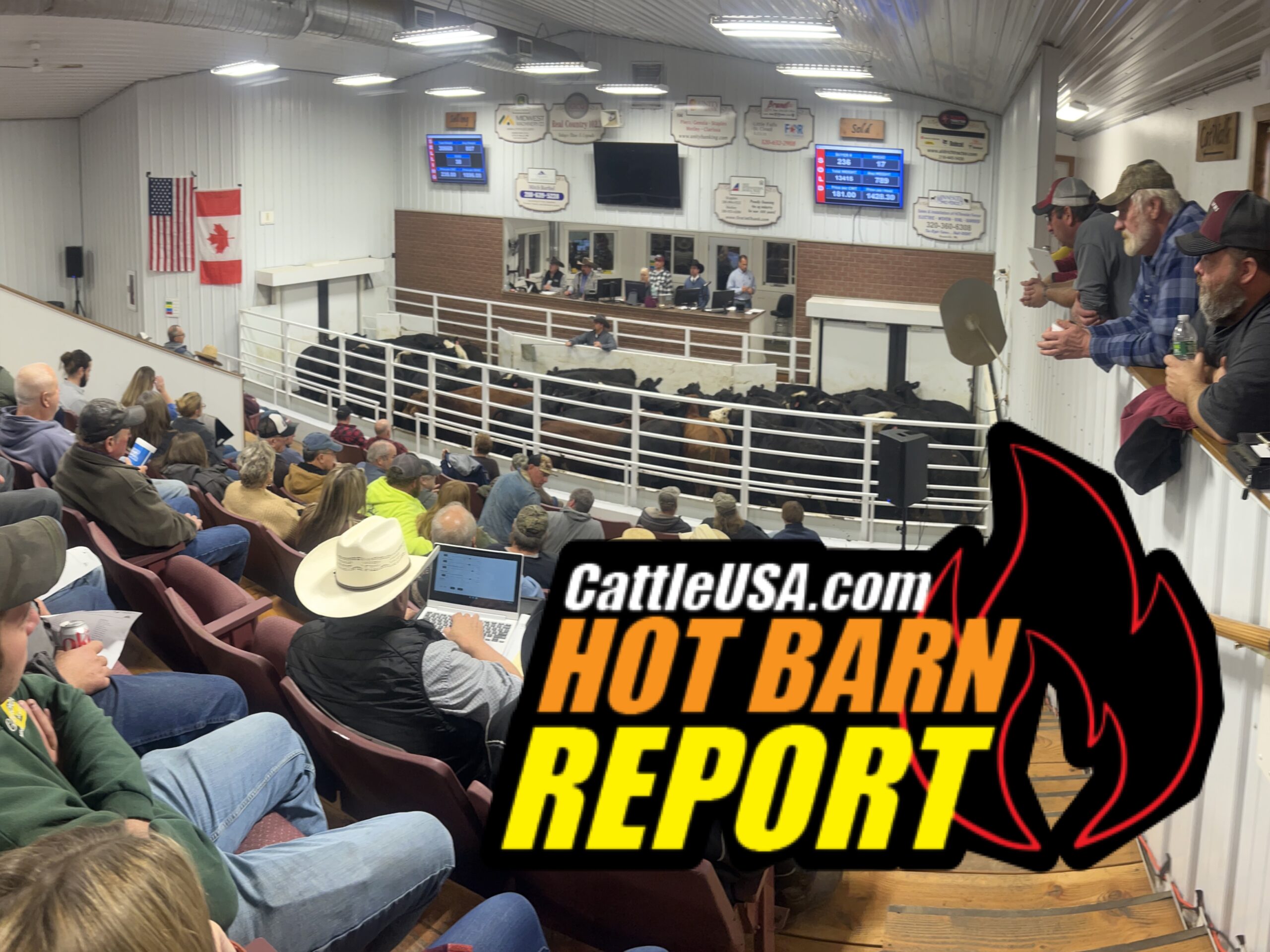 stockyard, hot barn report